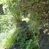 Plants: image 75 Of 117 Thumb